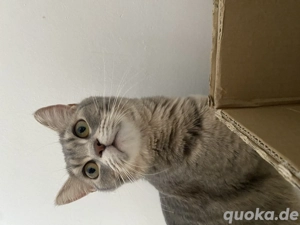 BKH Mix Katze -Holly- sucht ein liebevolles zu Hause