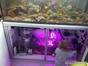 Salzwasser   Meerwasser Aquarium gebraucht zu verkaufen. Maße 160x60x60.