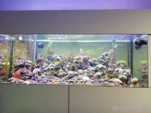 Salzwasser Meerwasser Aquarium gebraucht zu verkaufen. Maße 160x60x60.