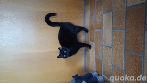 Sanftmütige sehr verschmuste liebe schwarze Katze Layla zu vermitteln