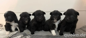 Pomchi Welpen Pomeranian    Chihuahua 