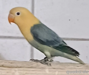 Pfirsichköpfchen Neumutation aqua