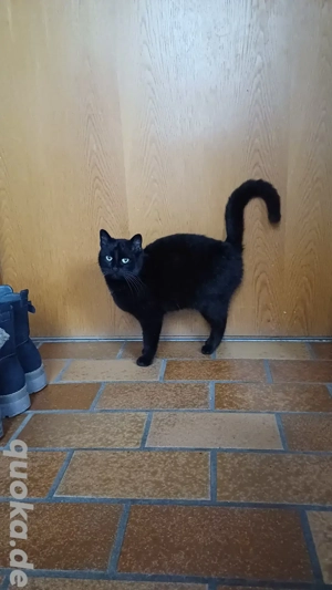 Sanftmütige sehr verschmuste liebe schwarze Katze Layla zu vermitteln