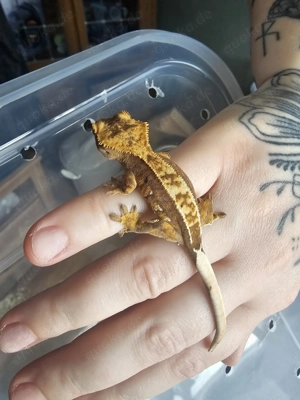 Kronengecko Nachwuchs 