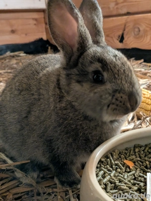 Junge deutsche Stallhasen