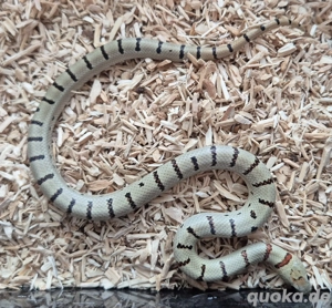 Königsnattern 2025 Lampropeltis leonis  Bild 4