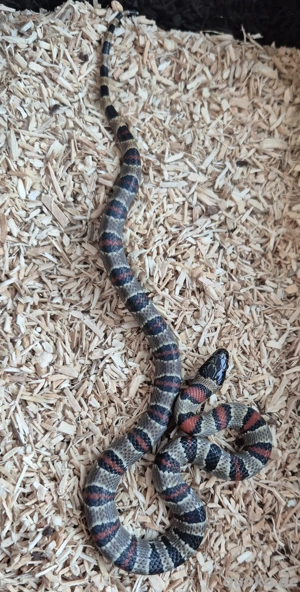 Königsnattern 2025 Lampropeltis leonis  Bild 3