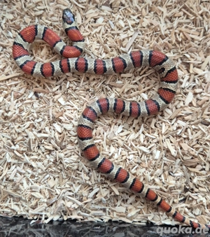 Königsnattern 2025 Lampropeltis leonis  Bild 2