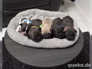 Französische Bulldoggen Welpen