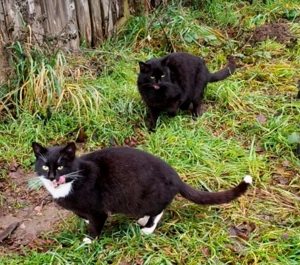 Sanftmütige sehr verschmuste liebe schwarze Katze Layla zu vermitteln