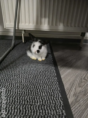 minilop hase baby rammler junge 