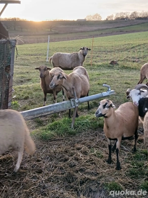 Kamerunschafe zu verkaufen 
