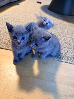 russisch blau, Baby Katze