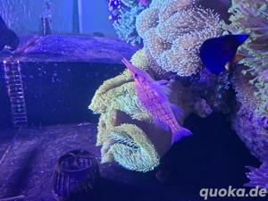 Meerwasser aquarium fisch Korallenwächter 