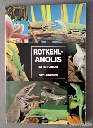 Buch "Rotkehl-Anolis"