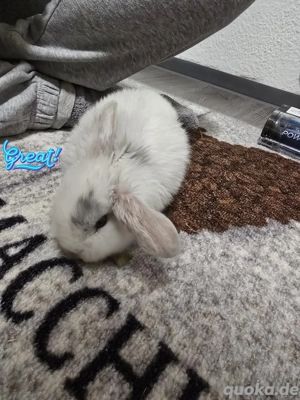 minilop rammler junge baby kaninchen 