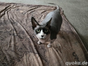 2 Sphynx Katzen Nacktkatze