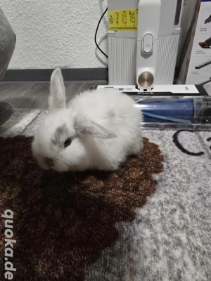 minilop hasen baby rammler junge 