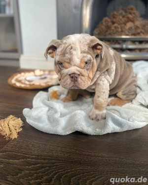 Männlicher englischer Bulldoggenwelpe zum Verkauf verfügbar