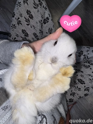 minilop mädchen zibbe baby hase 