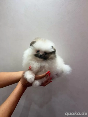 Reinrassige Pomeranian Zwergspitz Welpen Boo