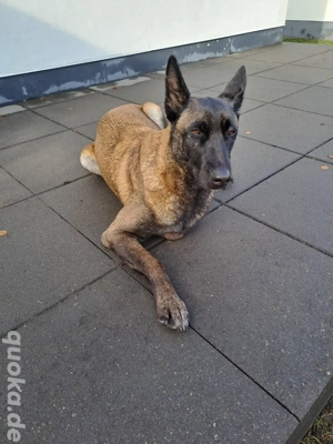 Malinois Hündin Dafne Belgischer Schäferhund