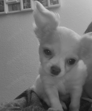 Chihuahua welpe 