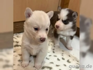 Siberian Husky Welpen