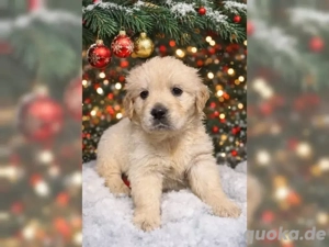 Wunderschöne Golden Retriver Welpen