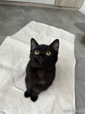 katzen babys geschwister 