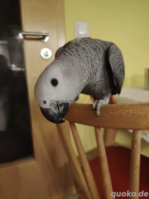 Kongo Graupapagei Männchen 