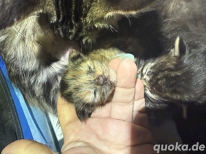 Maine Coon kitten mit Papiere ankumercoonies von der Ankumer Höhe