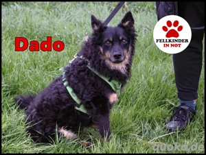 lieber Dado sucht ein Zuhause oder Pflegestelle, Hütehund, Mischling