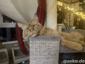 Maine Coon kitten mit Papiere ankumercoonies von der Ankumer Höhe