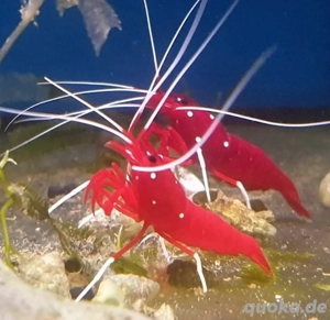 meerwasser verkaufen nur 