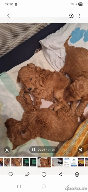 Zwergpudel in aprikot