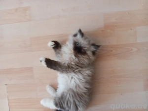 4 Zauberwesen suchen ab Mitte Januar neues Personal