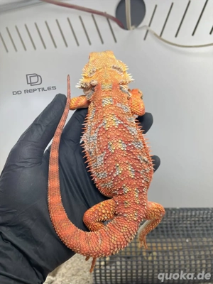 Bartagamen Weibchen (Pogona vitticeps) half red Monster high blue Tiger het Hypo