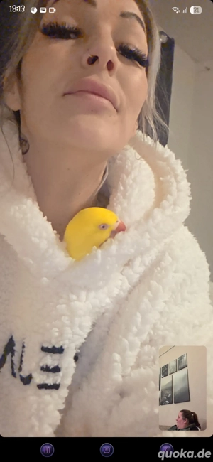 Halsbandsittich Weibchen zahm 