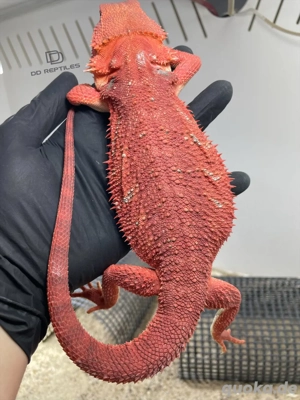 Bartagamen Weibchen (Pogona vitticeps) half red Monster half extreme red het Hypo poss. het Trans