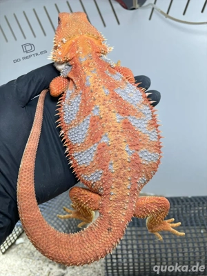 Bartagamen Weibchen (Pogona vitticeps) orange Hypo high blue Tiger