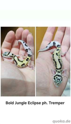 0.1 Leopardgecko Bold Jungle Eclipse ph. Tremper