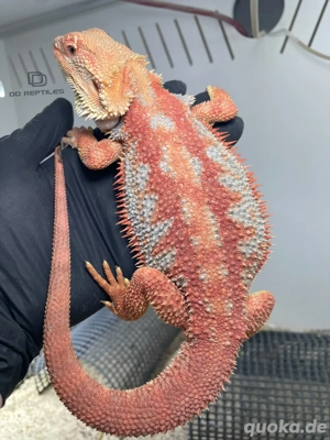 Bartagamen Männchen (Pogona vitticeps) Hypo Dunner high blue Tiger visual stripe