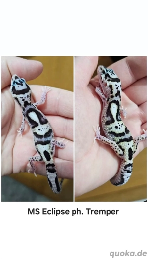 0.1 Leopardgecko Mack Snow Eclipse ph. Tremper