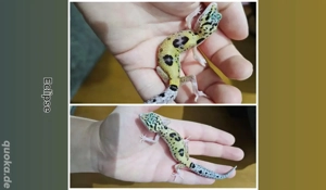 0.1 Leopardgecko Eclipse 