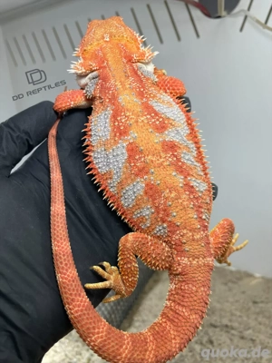 Bartagamen Männchen (Pogona vitticeps) orange glowing Hypo high blue Tiger