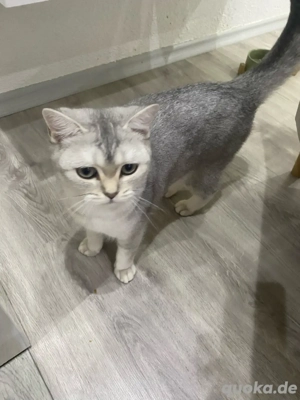 BKH Britisch Kurzhaar Katze sehr verschmust