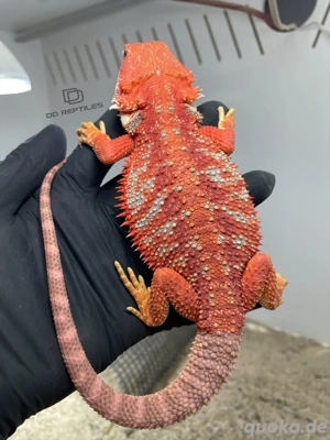 Bartagamen Männchen (Pogona vitticeps) half red Monster half extreme red high blue Tiger het Hypo