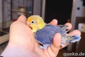 Zahm Baby yellow face