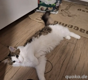 Maine Coon Katze Mädchen 